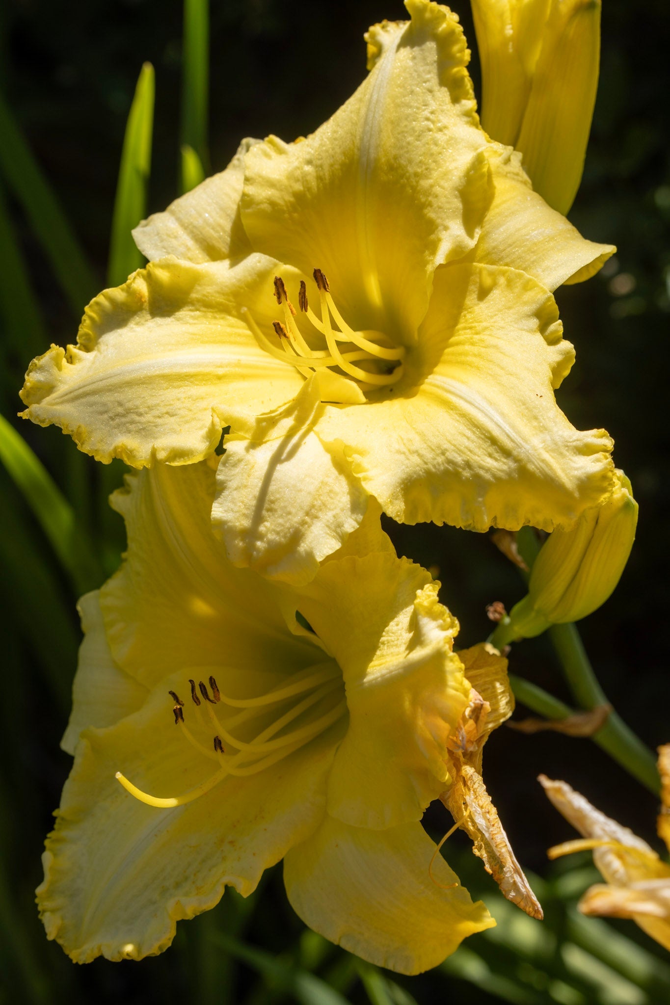 Close-up of a yellow flower with a dark background